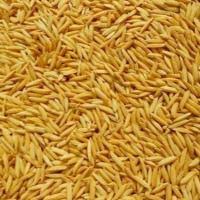 धान Dhan