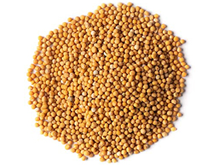 सर्सौ sarsou/rayo