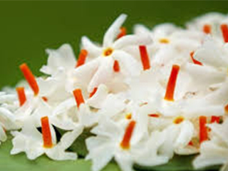 पारिजात Parijat