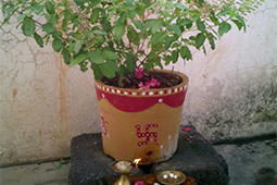 तुलसी पत्र Tulasi patra
