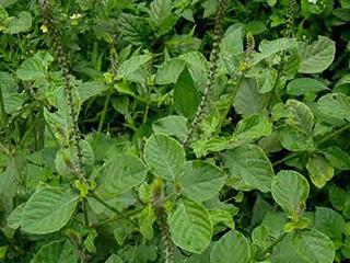 अपमार्ग Apamarga(Datiwon+patta)