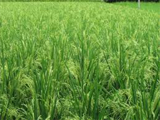 धान सामा Dhan/Sama