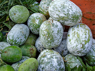 कुबिन्डो Kubindo