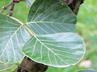 पलास palas