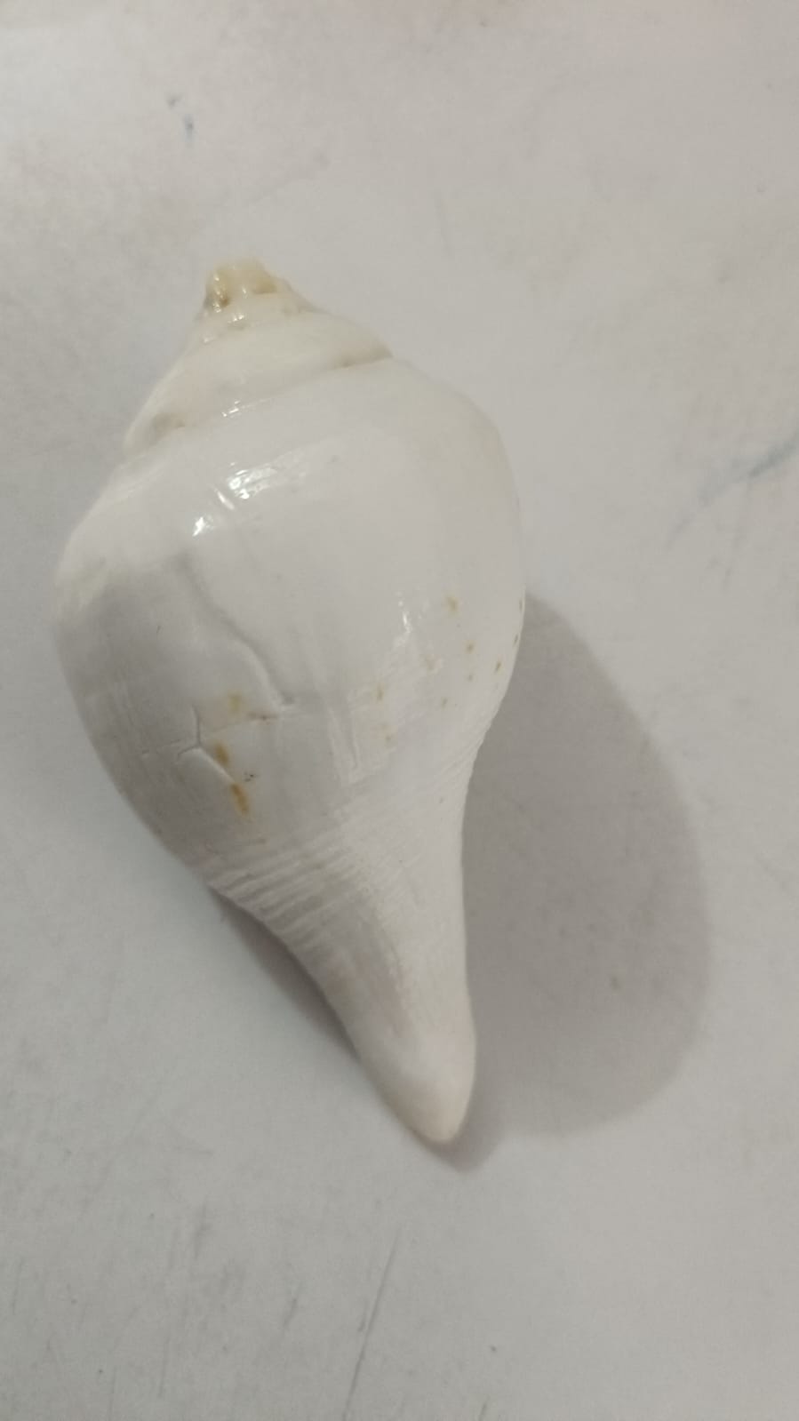 Argha Sankha Dan Sankha शंख Ritual Blowing Shell