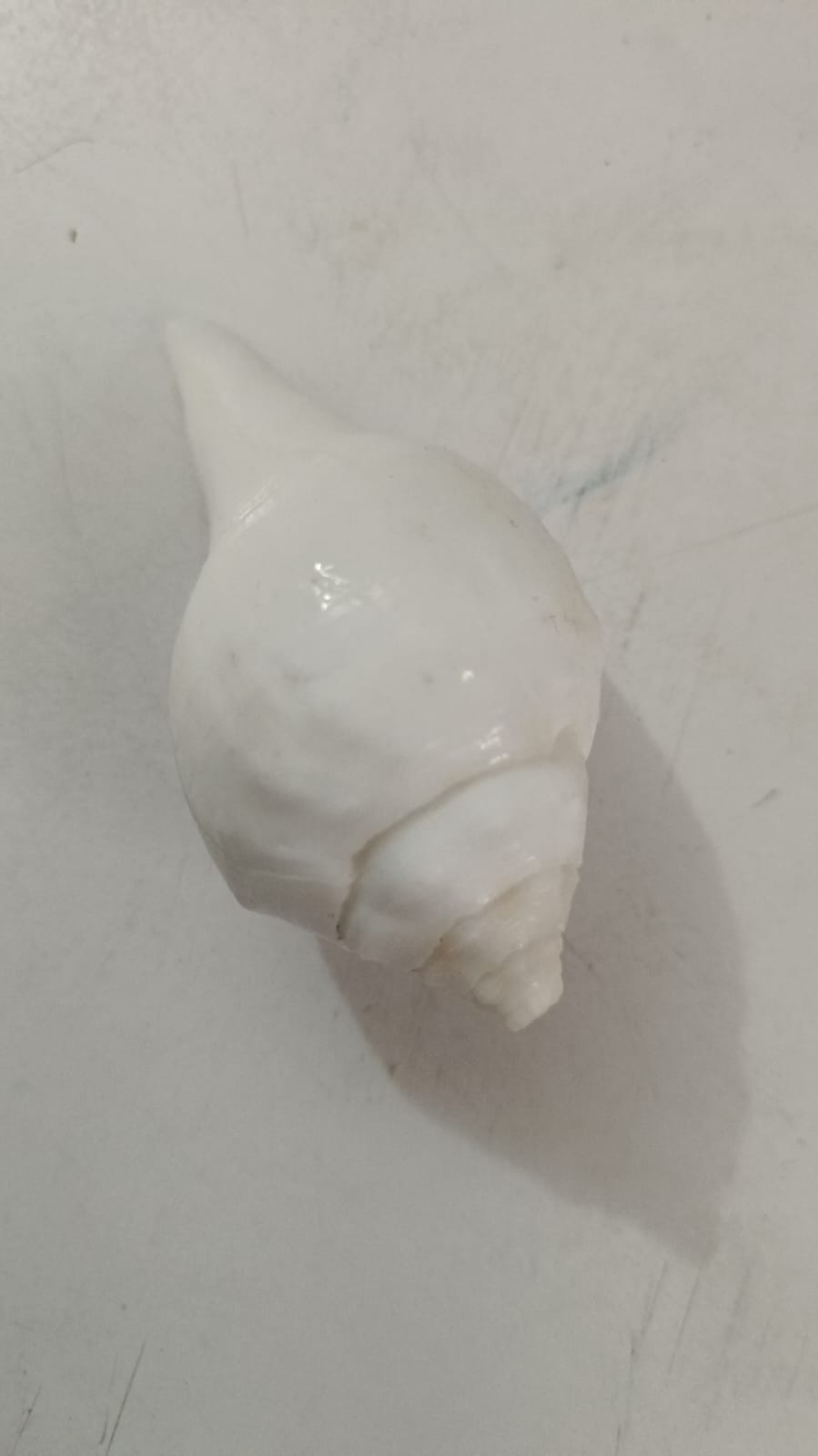 Argha Sankha Dan Sankha शंख Ritual Blowing Shell