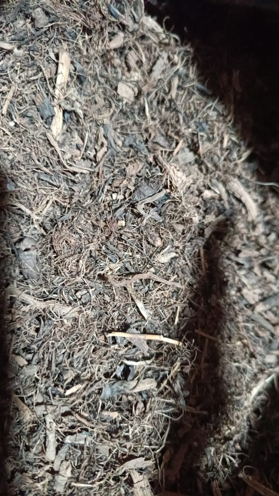 Jatamasi जटामसी