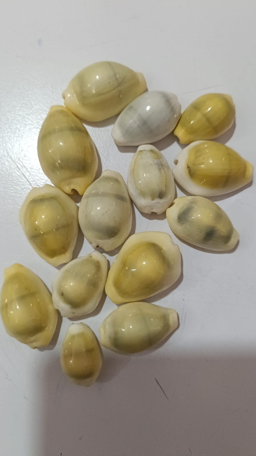 Kouda कौडा Kaudi yellow pooja Itms