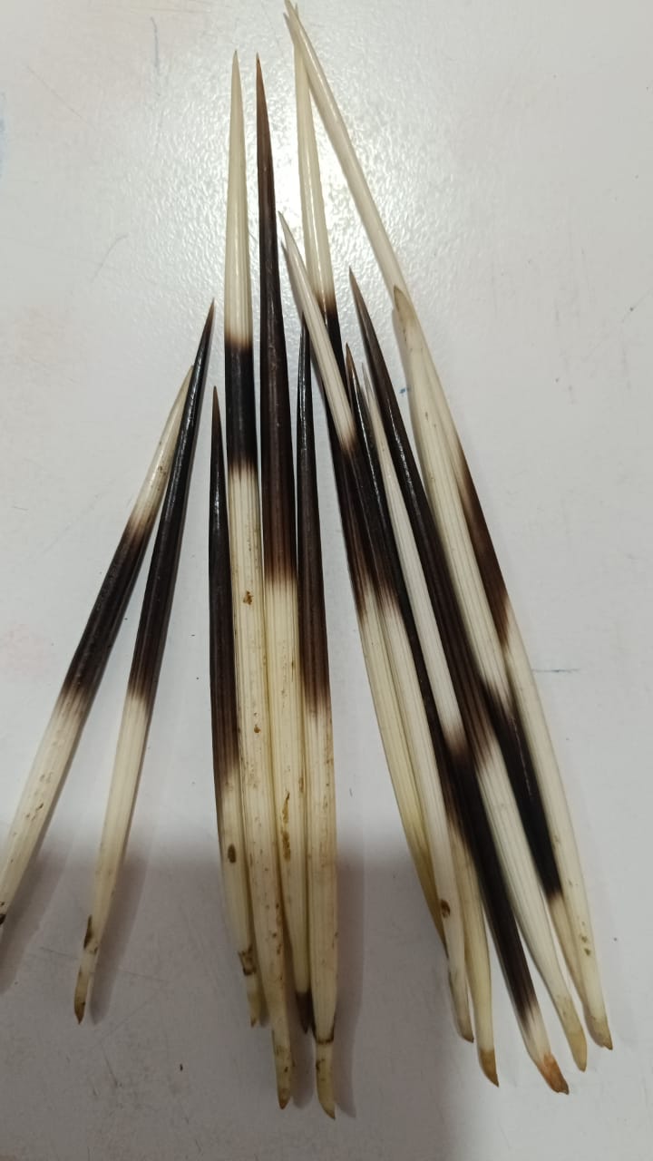 दुम्सीको काँडो    Dumsiko Kado