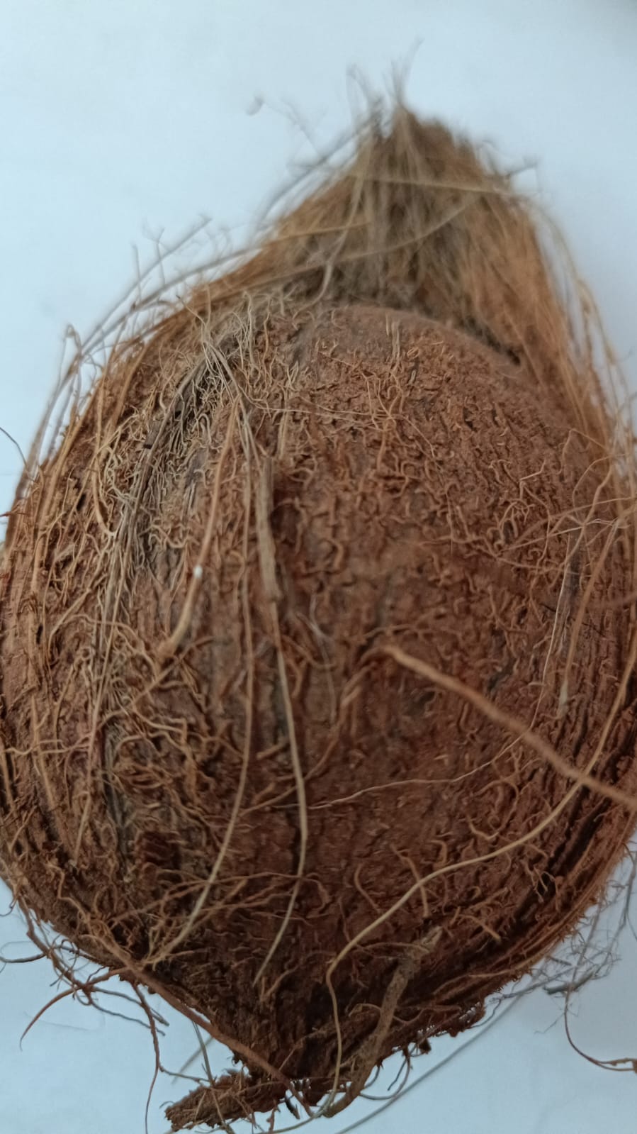 जटा नरिवल jata nariwal