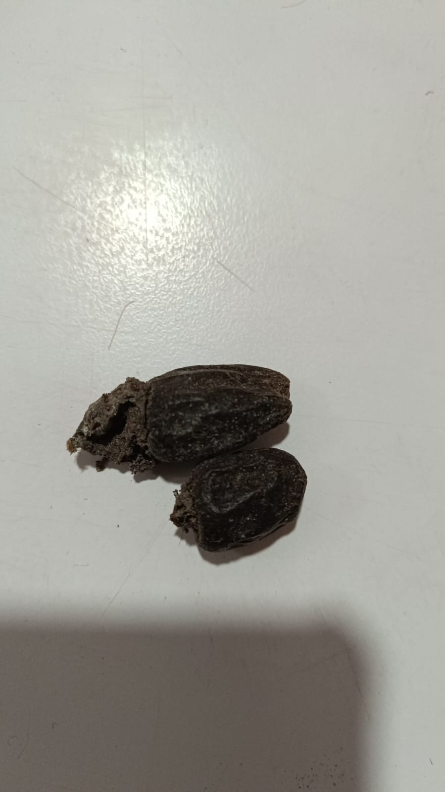 Bhalayo भलायो 2pcs