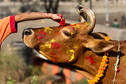 पञ्चधेनु Panchadhenu- Medium  Package